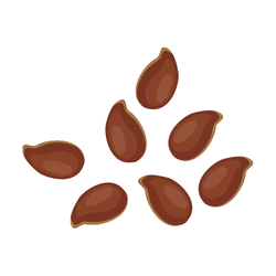 Flax seeds