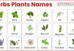 List 100+ Herbs Plants Names and Pictures with their Uses