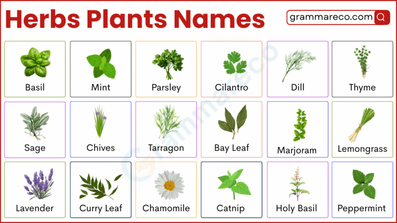 List 100+ Herbs Plants Names and Pictures with their Uses