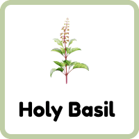 Holy Basil