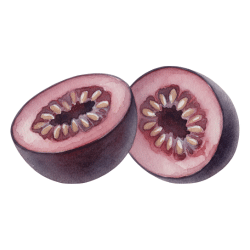 Honeyberry Fruit (Haskap)