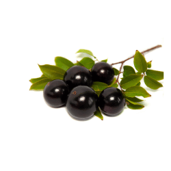 Jabuticaba