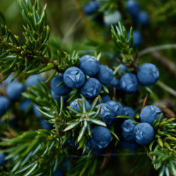 Juniper Berry