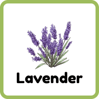 Lavender: Herbs and Plants Names