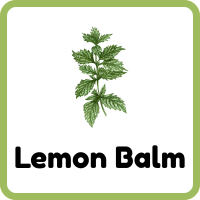 Lemon Balm: Herbs Plants Names