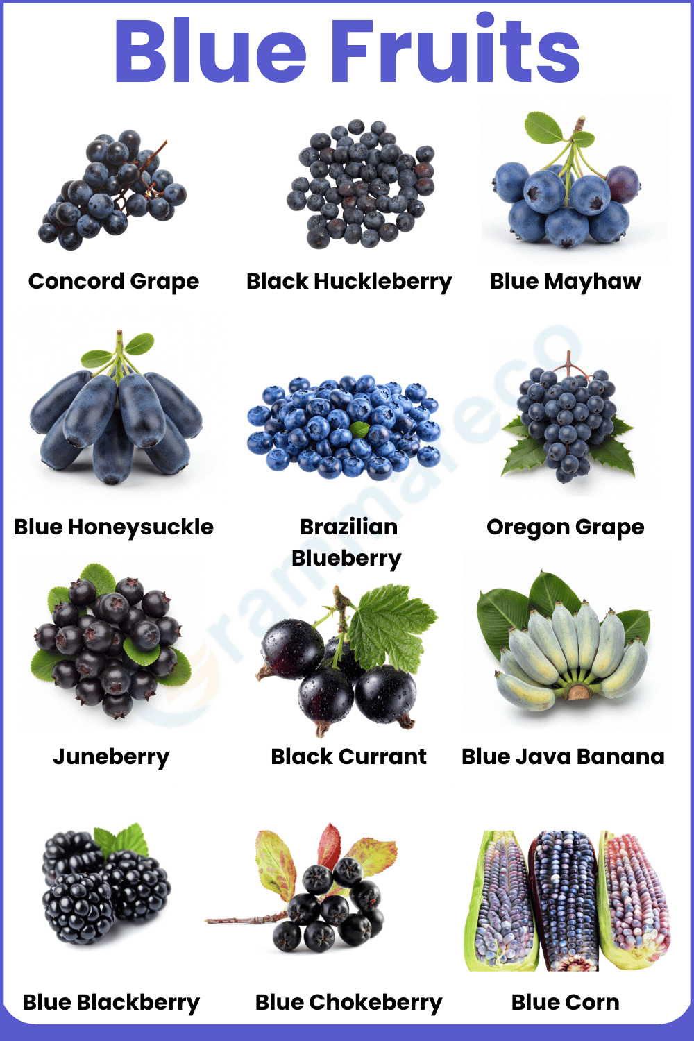 List of Fruits that Are Blue with Images