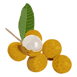 Longan