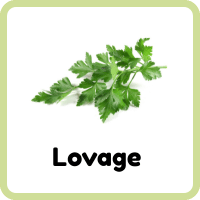 Lovage Leaves Rare Herb Plant