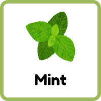 Mint: Herbs Plants Names with Photos