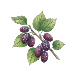 Mulberry: What Fruits are in Season in Summer?