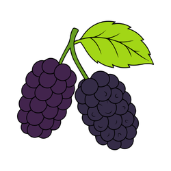 Mulberry