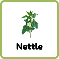 Nettle: Names of Herbs Plants with Pictures