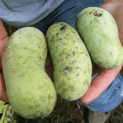Pawpaw (Asimina triloba – North American exotic)