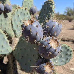 Prickly Pear (Blue Varieties)