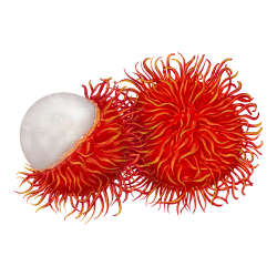 List of Rare Exotic Fruits with their Pictures