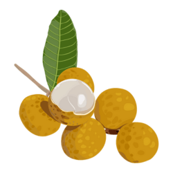 Rare Longan Fruit