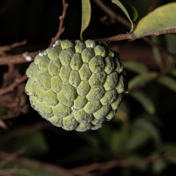 Wild Sweetsop (Rare)
