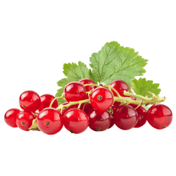 Red Currant