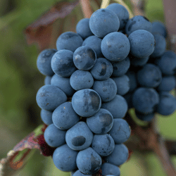 Ribier Grape