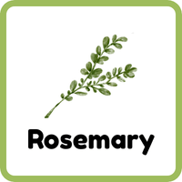 Rosemary: Herbs and Plants Names with Uses