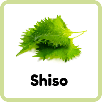 Shiso Leaf: Rare and Specialty Herbs and Their Pictures