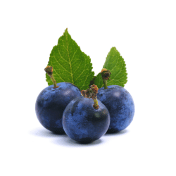 Sloe (Blackthorn Berry)