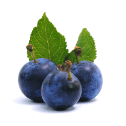Sloe: Black Fruits Names with their Images