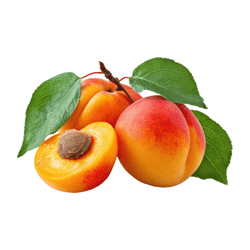 Apricot in a Season in Spring: March, April and May