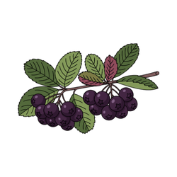 Aronia