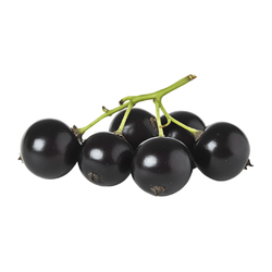 Black currant
