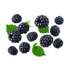 Blackberry