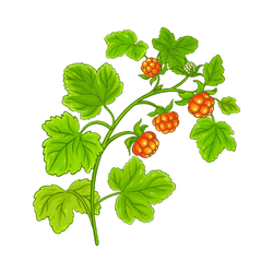 Cloudberry