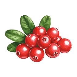 Cranberry