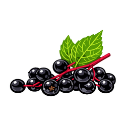 Elderberry