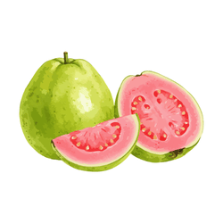 Guava: Spring Fruits in a Season