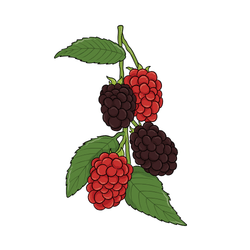 Mulberry in a Season in Spring: March, April and May