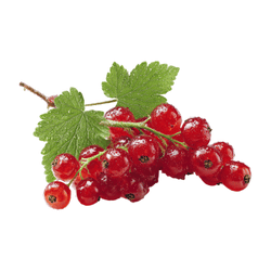 Red currant
