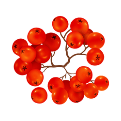 Rowan berry
