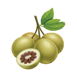 Spring Fruits - White Sapote