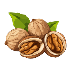 Walnut: 100+ Dried Fruits Names and their Pictures