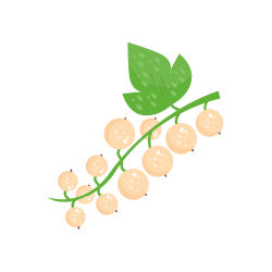 White Currant: Summer Season Fruits List