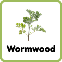 Wormwood