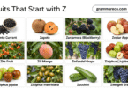 19 Fruits that Start with Z: Full List with Pictures and Fun Facts