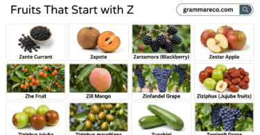 19 Fruits that Start with Z: Full List with Pictures and Fun Facts