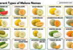 23 Different Types of Melons List with their Pictures