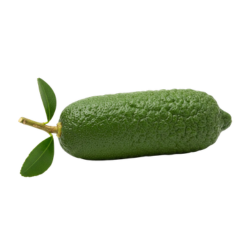 Australian Finger Lime - Citrus Type of Fruit