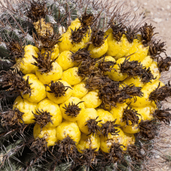 Barrel Cactus Fruit
