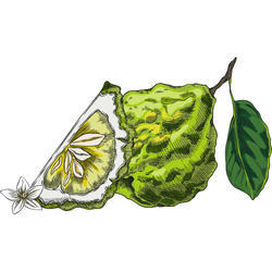 Bergamot Autumn Fruit