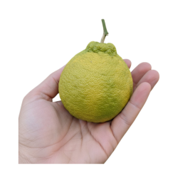 Bergamot Orange