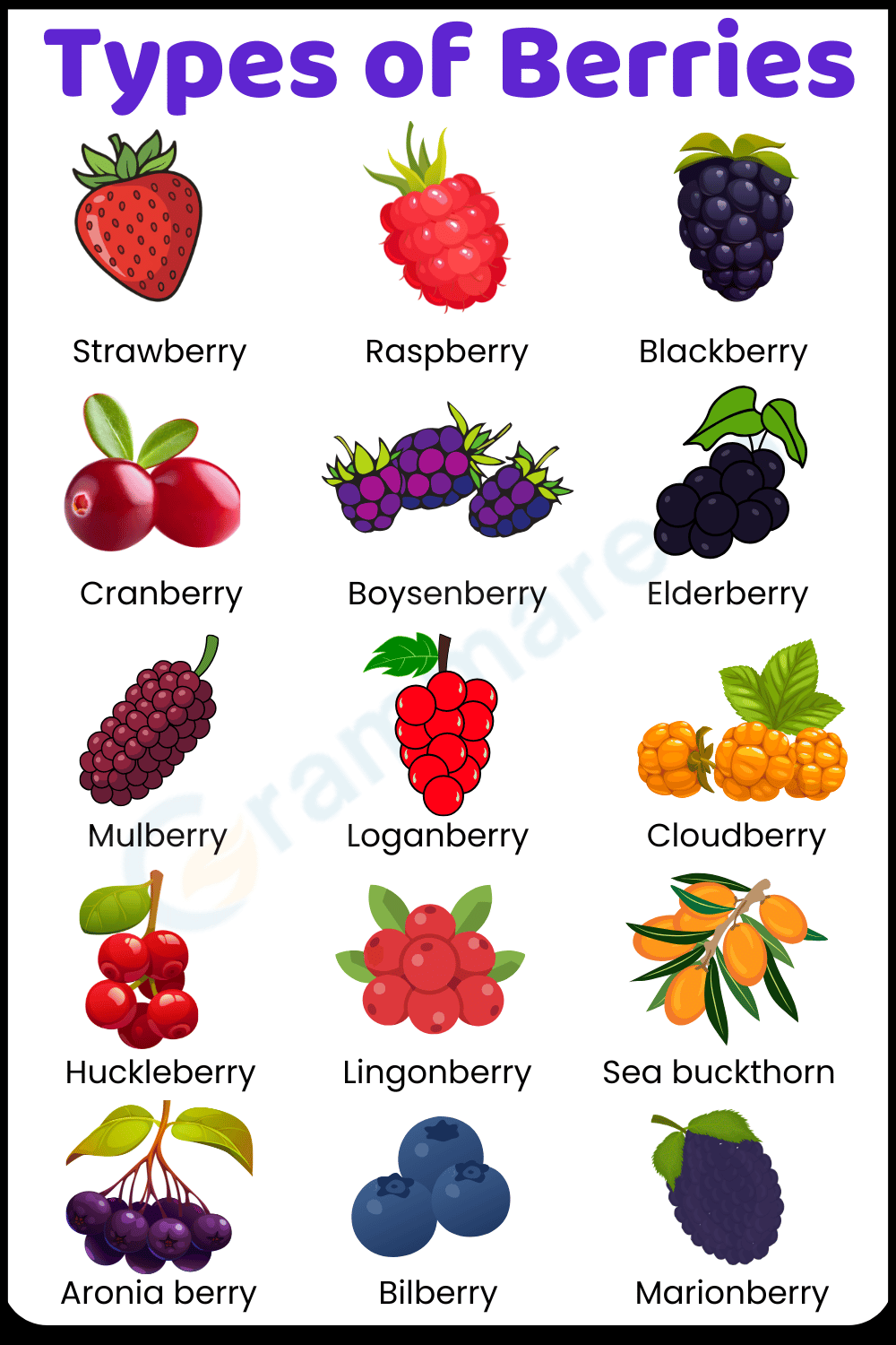 Types of Berries with Names and Pictures